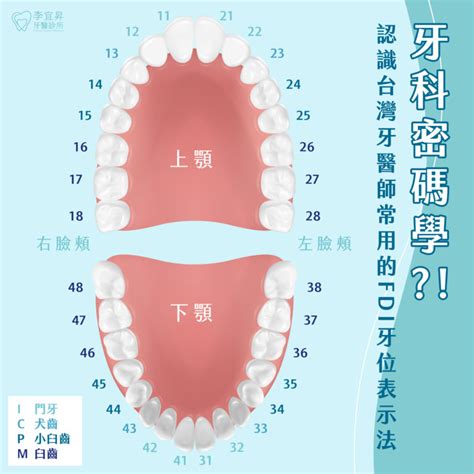 齒人|人類牙齒